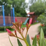 Apampa