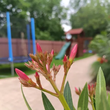 Apampa